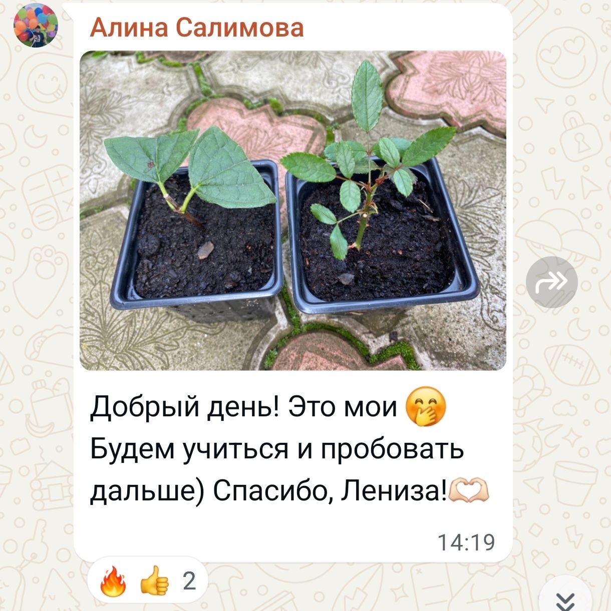 Отзыв ученика